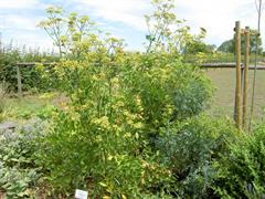 انجدان رومی - تکراری cid=60692